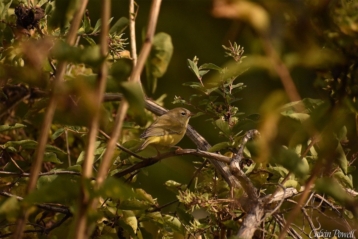 Orange-crowned Warbler - ML375886141