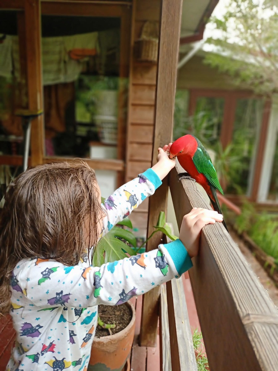 Australian King-Parrot - ML375886421