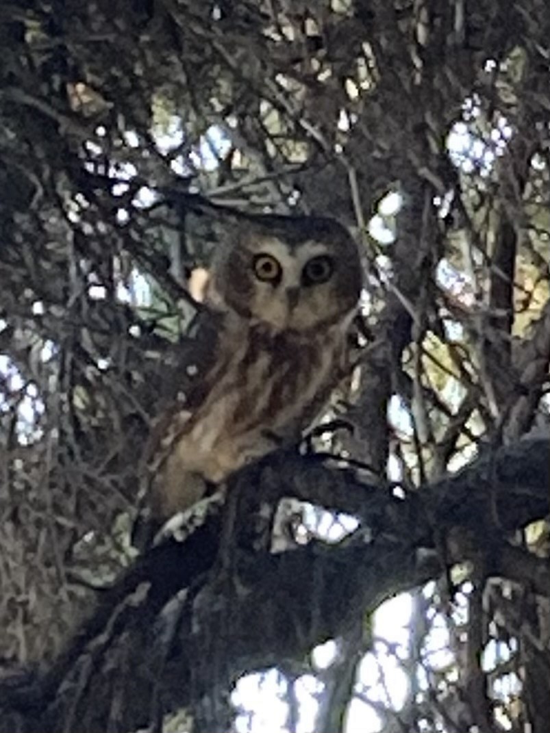 Northern Saw-whet Owl - ML375891511