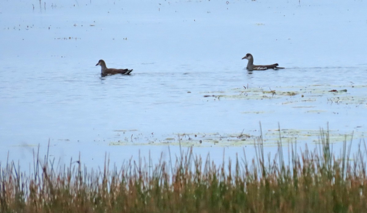 Gallinule d'Amérique - ML375891531