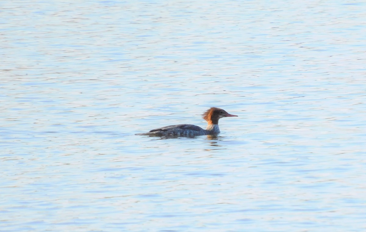 Common Merganser - ML375891821