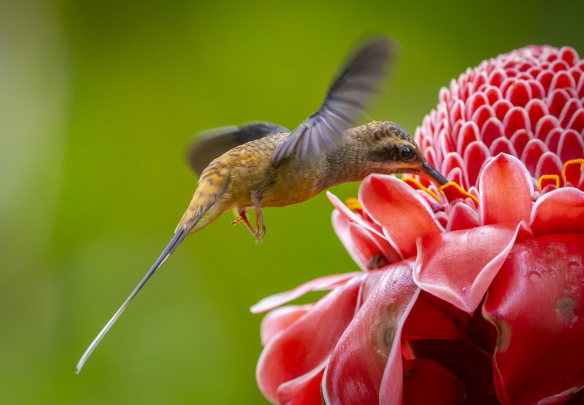 Long-billed Hermit - ML375892641