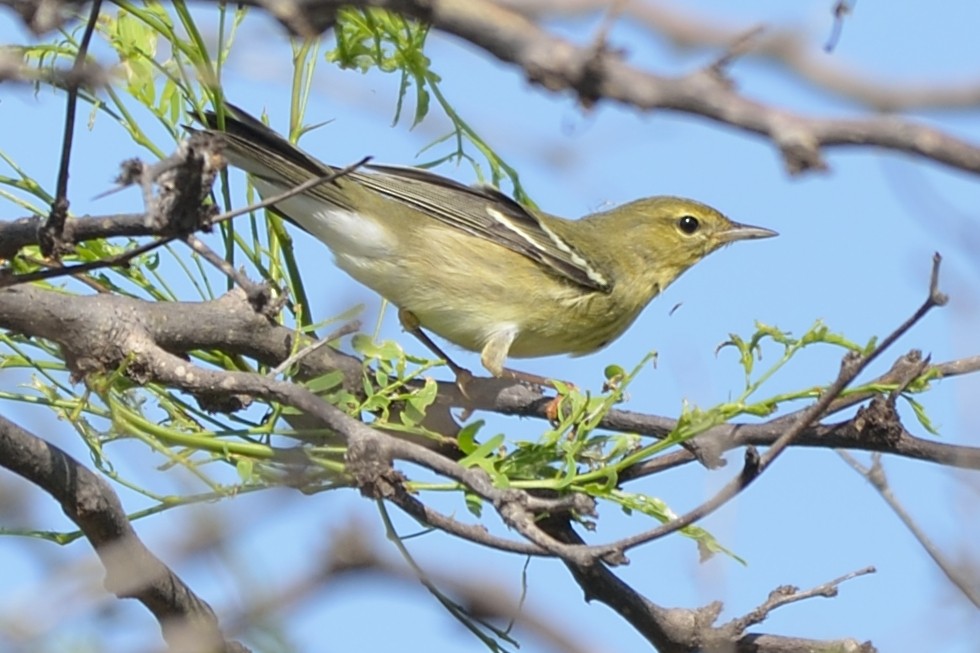 Blackpoll Warbler - ML37589621