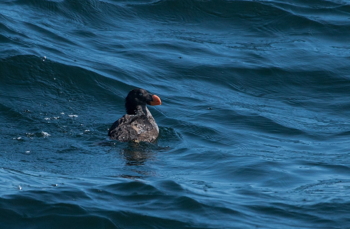 Tufted Puffin - ML375897381