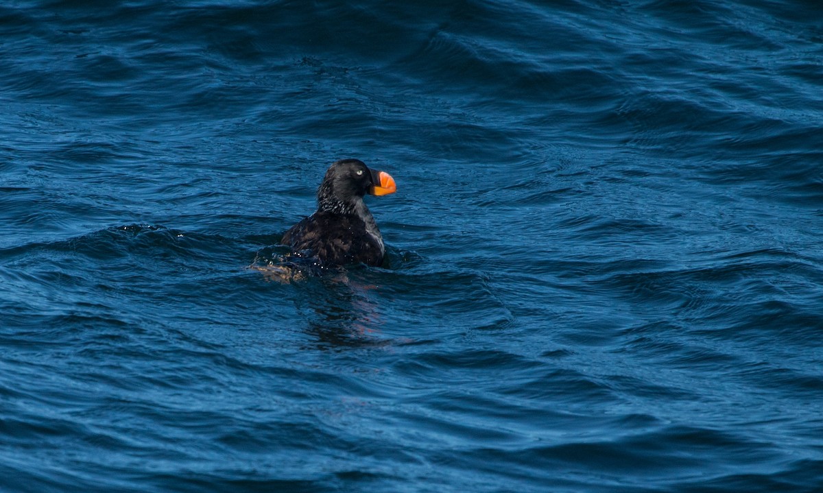 Tufted Puffin - ML375897391
