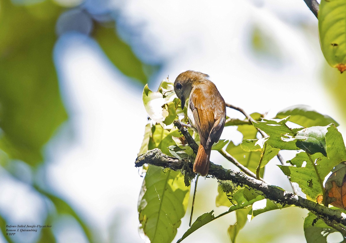 Chestnut-tailed Jungle Flycatcher - Ramon Quisumbing