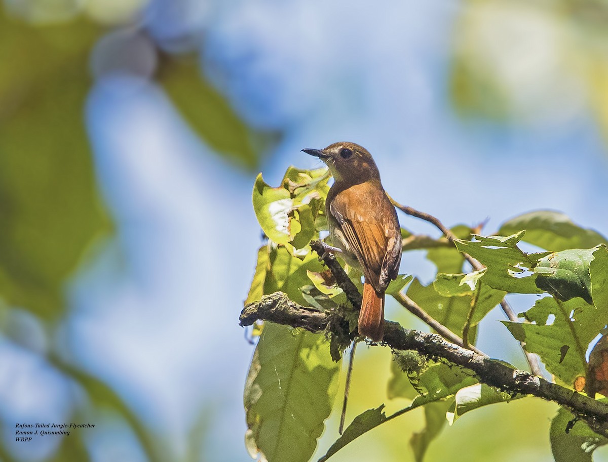 Chestnut-tailed Jungle Flycatcher - Ramon Quisumbing