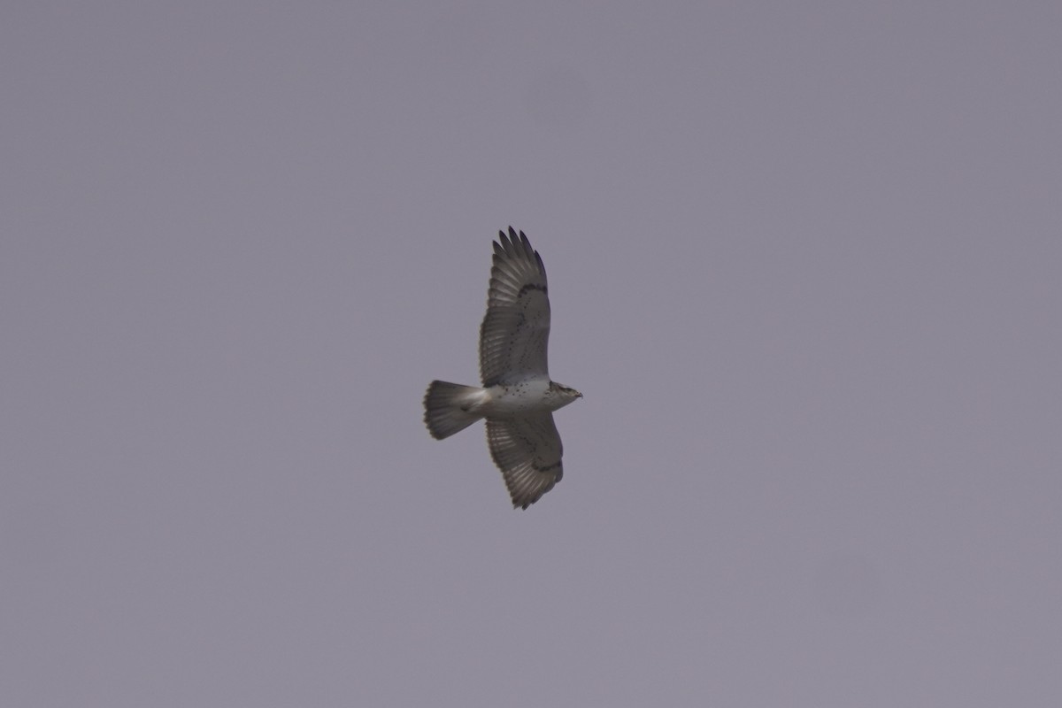 Ferruginous Hawk - Greg Hertler