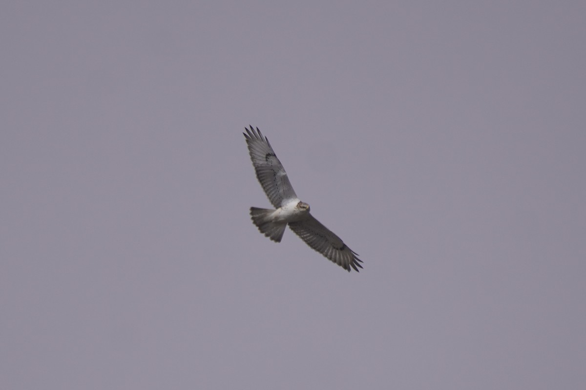 Ferruginous Hawk - ML375898541