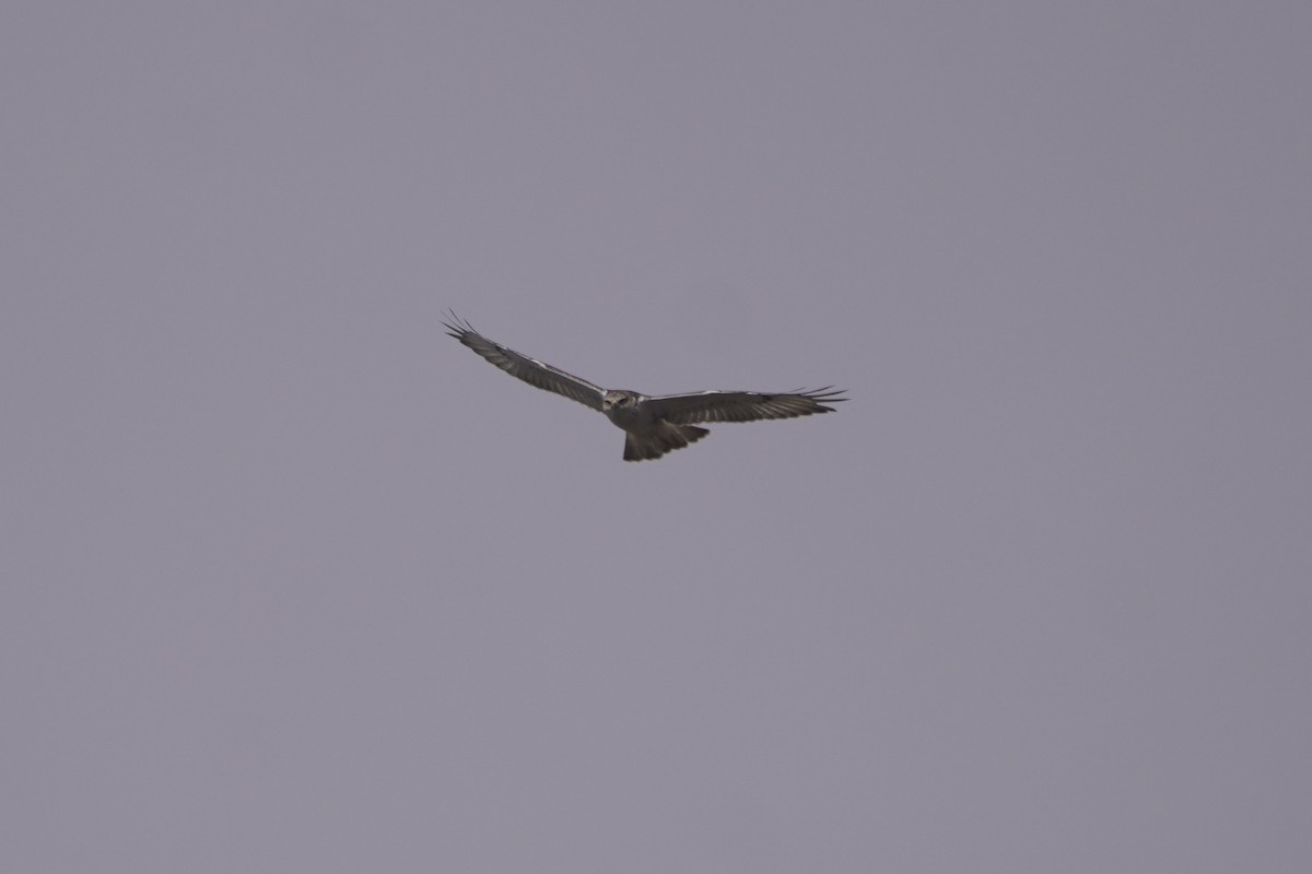 Ferruginous Hawk - Greg Hertler