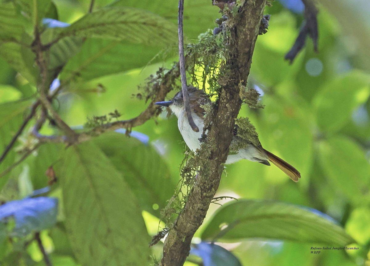 Chestnut-tailed Jungle Flycatcher - Ramon Quisumbing