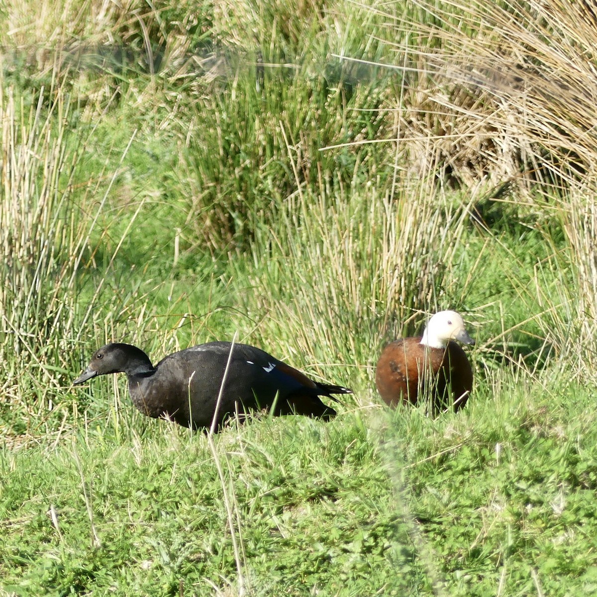 Paradise Shelduck - ML375899691