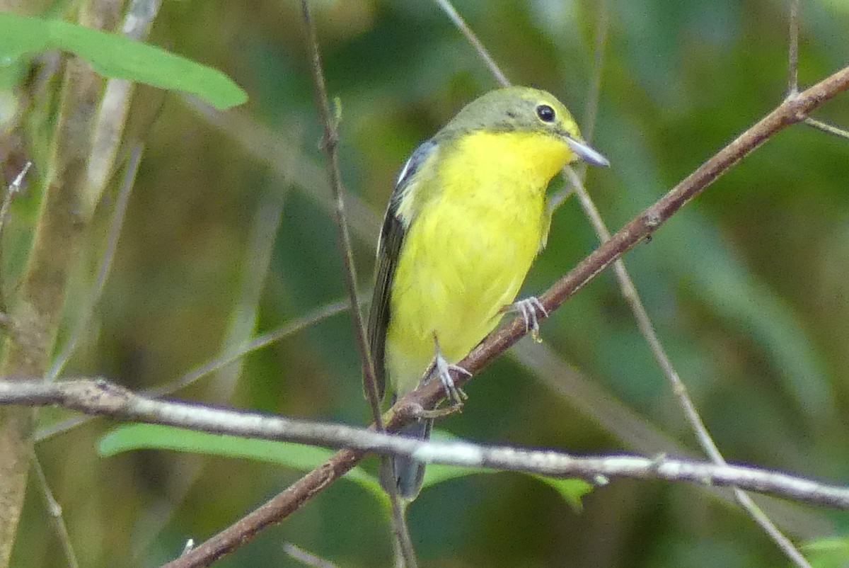Green-backed Flycatcher - ML375899791