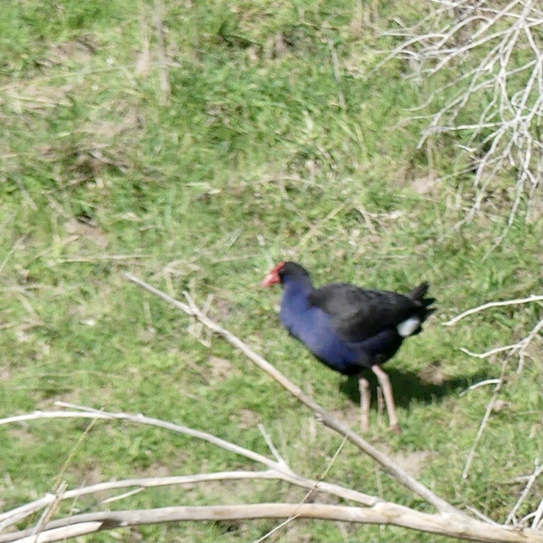 Australasian Swamphen - ML375899881