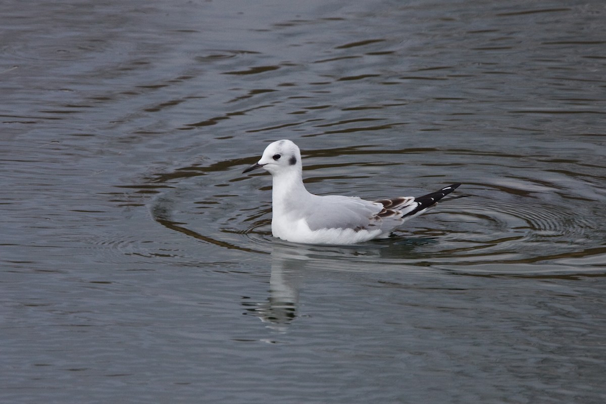 Bonaparte's Gull - ML37590021