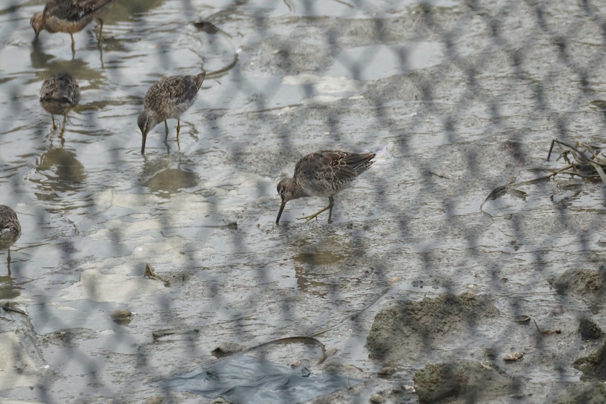 Short-billed/Long-billed Dowitcher - ML375900801