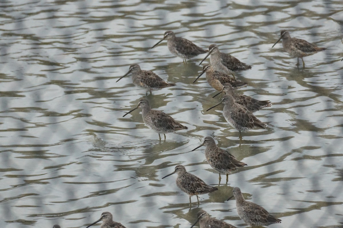 Short-billed/Long-billed Dowitcher - ML375900811