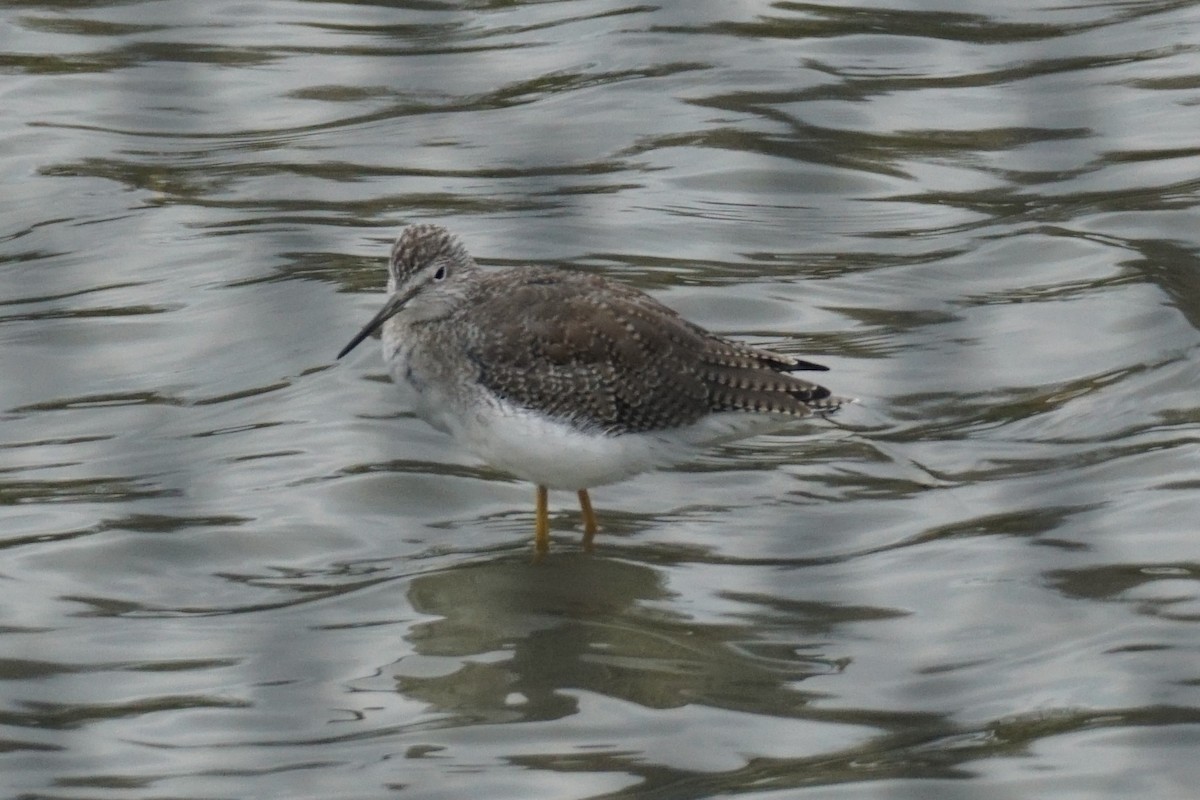 Lesser/Greater Yellowlegs - ML375901151