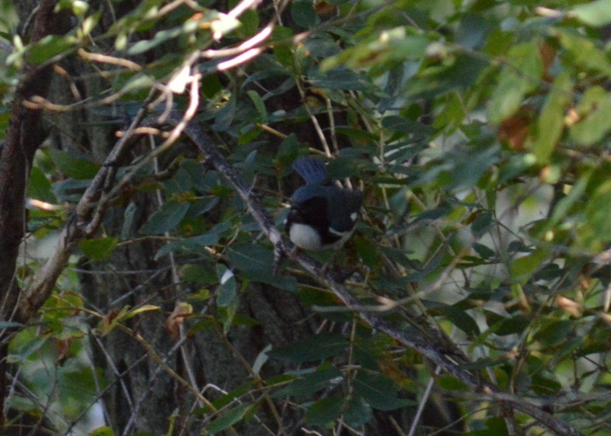 Black-throated Blue Warbler - ML375901631