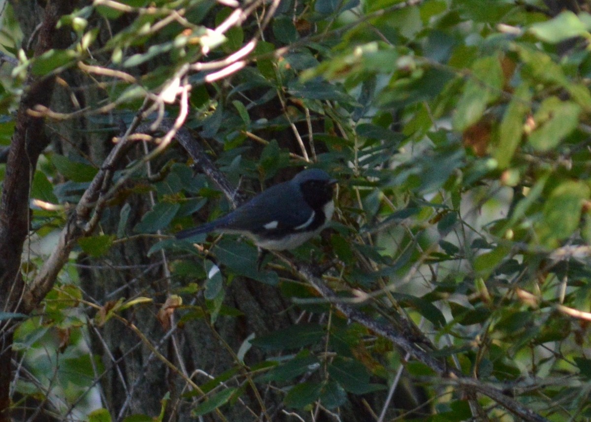 Black-throated Blue Warbler - ML375901641