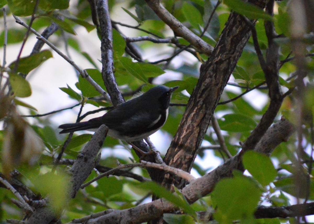 Black-throated Blue Warbler - ML375901651