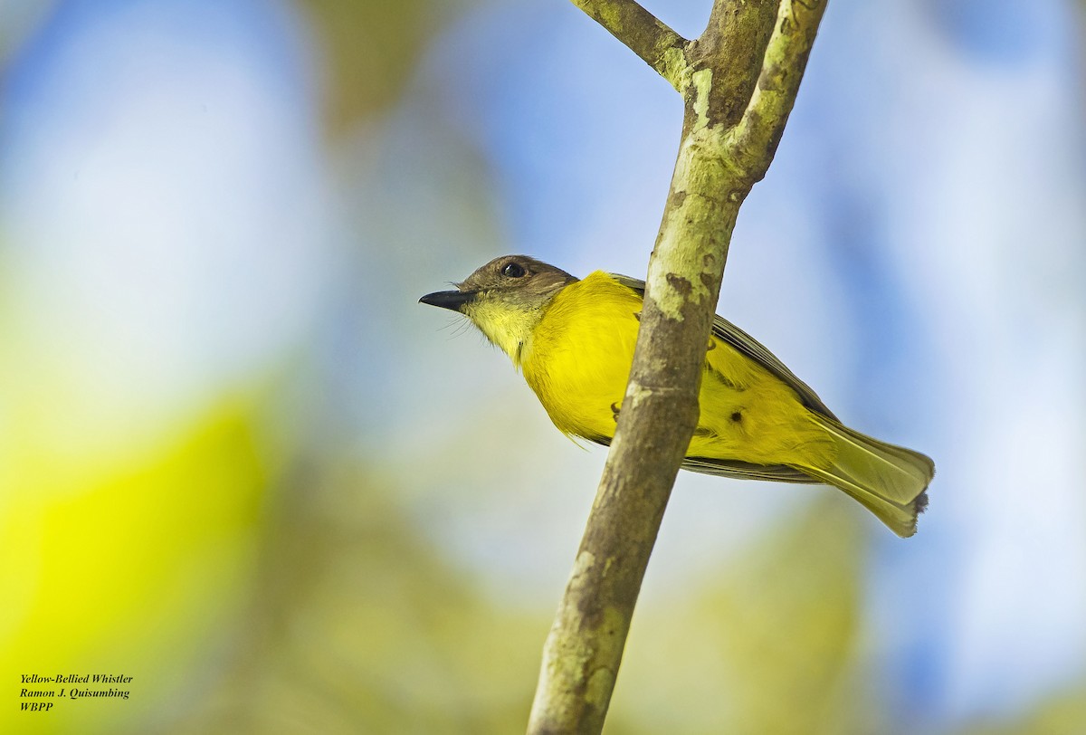 Yellow-bellied Whistler - ML375902181