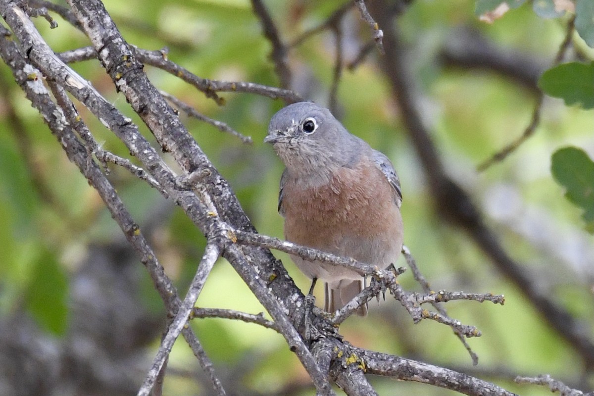 Western Bluebird - Della Alcorn