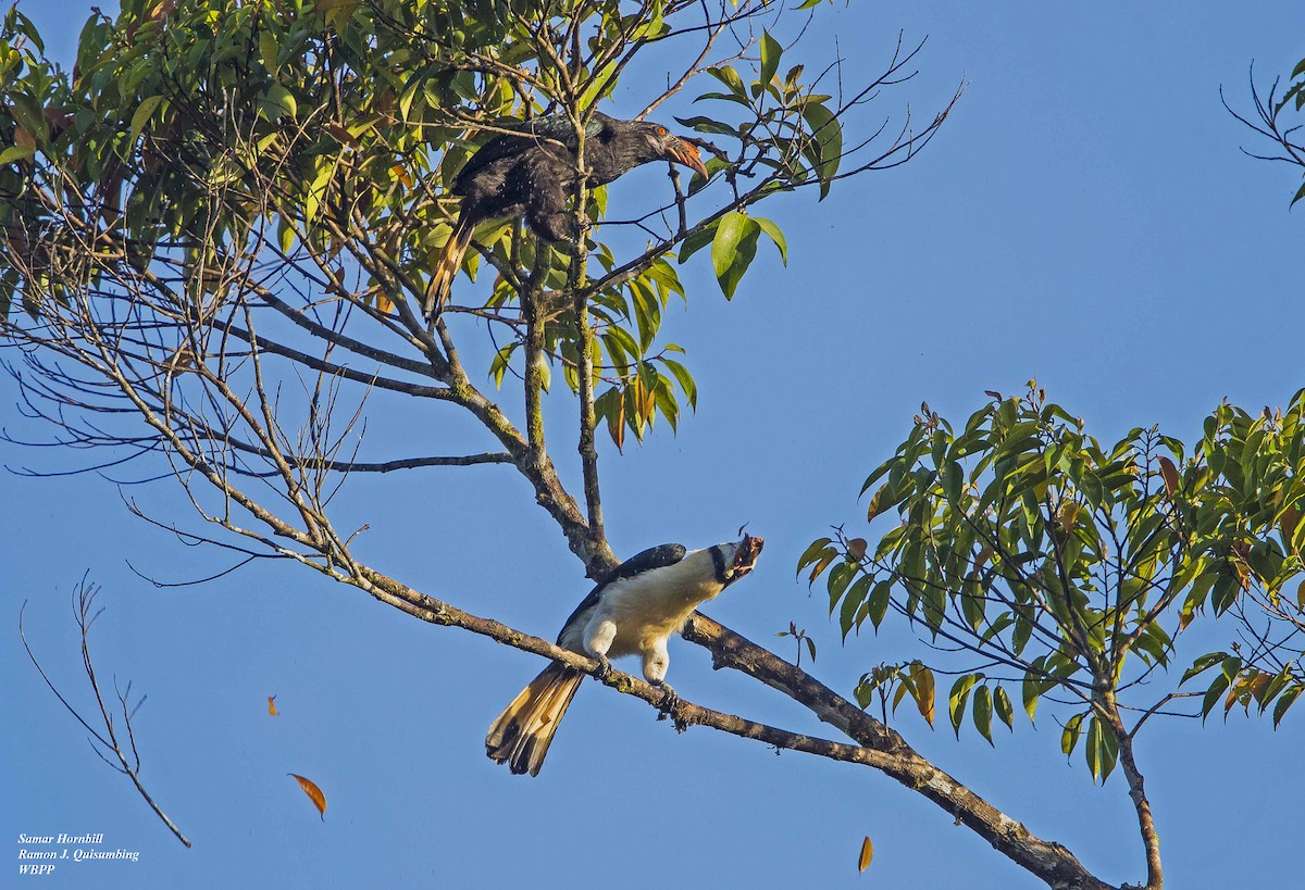 Samar Hornbill - Ramon Quisumbing