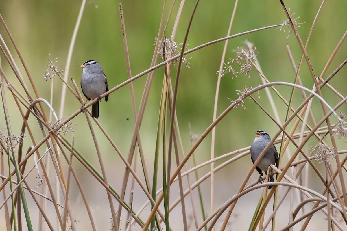 White-crowned Sparrow - ML375902331