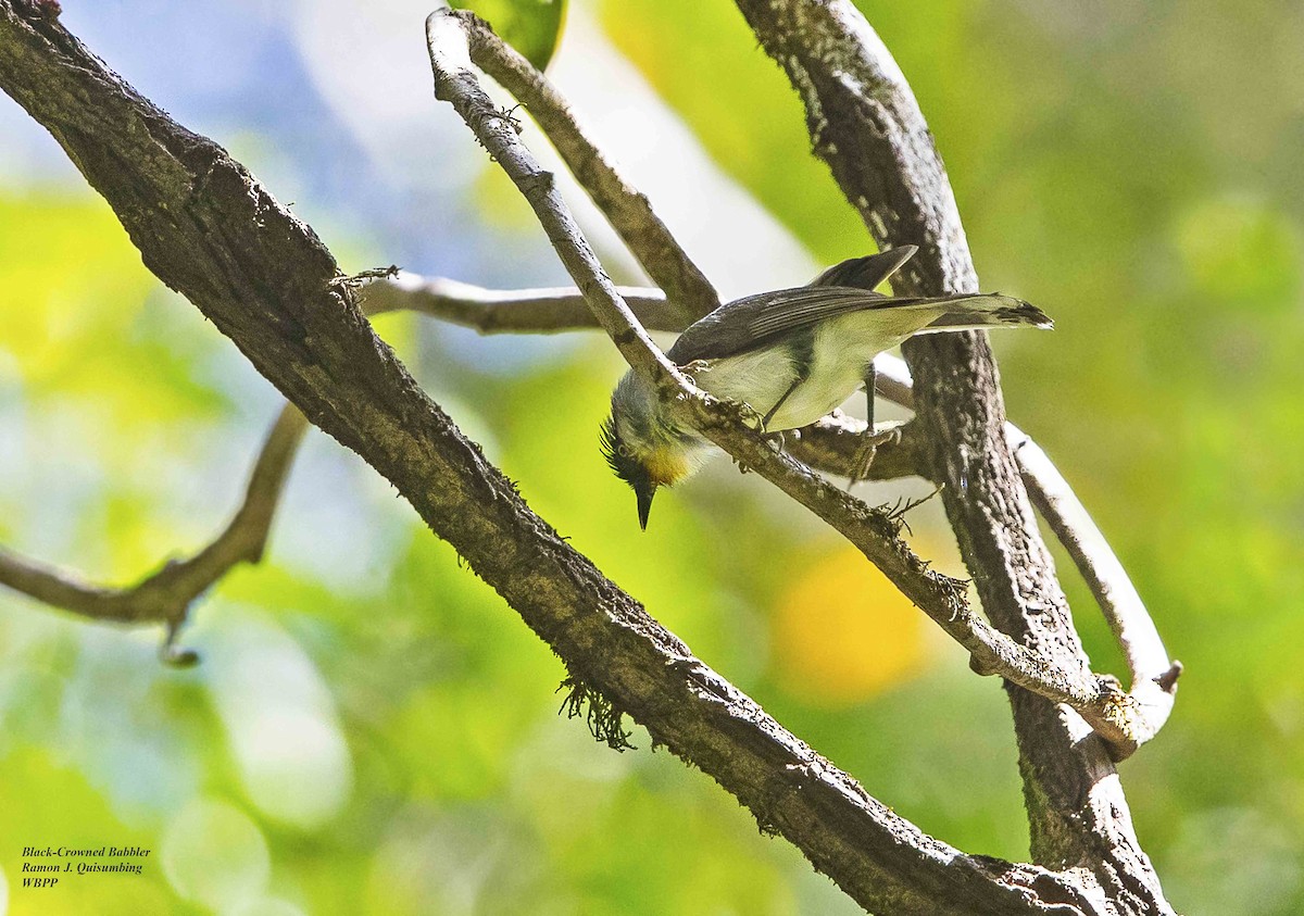 Visayan Babbler - ML375902641