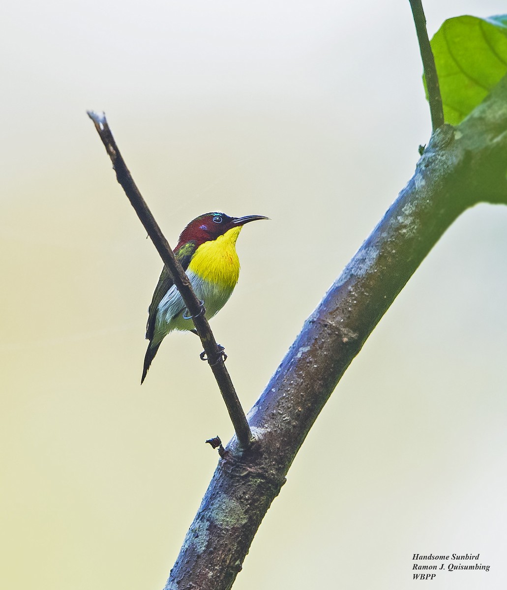 Handsome Sunbird - Ramon Quisumbing