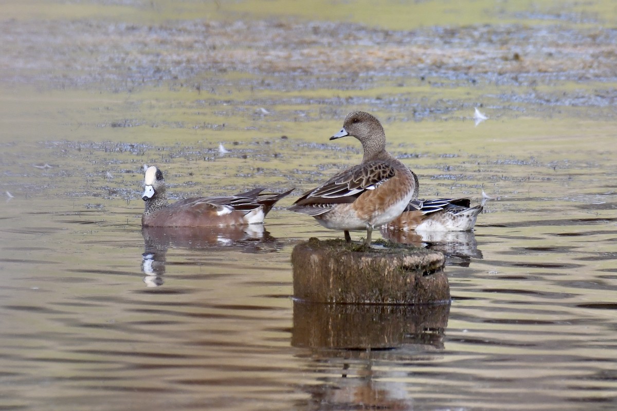 American Wigeon - ML375902901