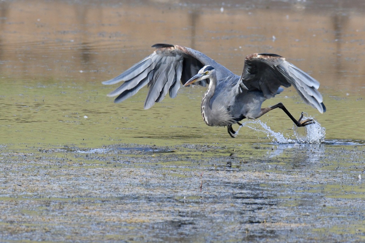 Great Blue Heron - ML375903201