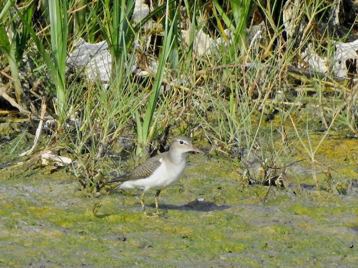 Spotted Sandpiper - ML375904021