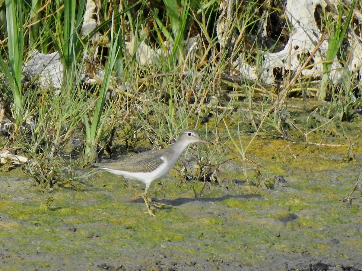 Spotted Sandpiper - ML375904041