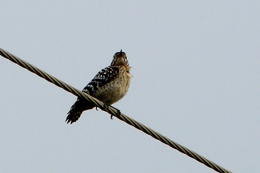 Ladder-backed Woodpecker - Maurice Raymond