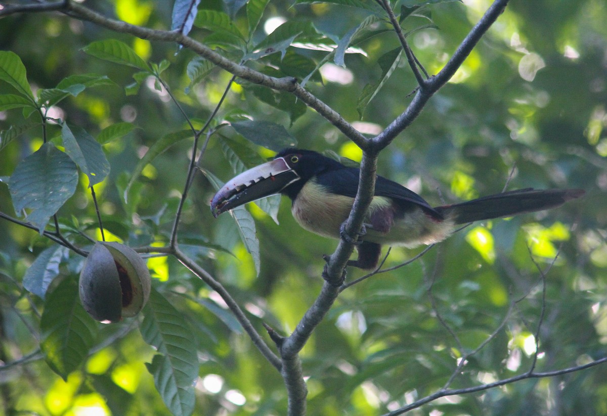 Collared Aracari - ML375905551