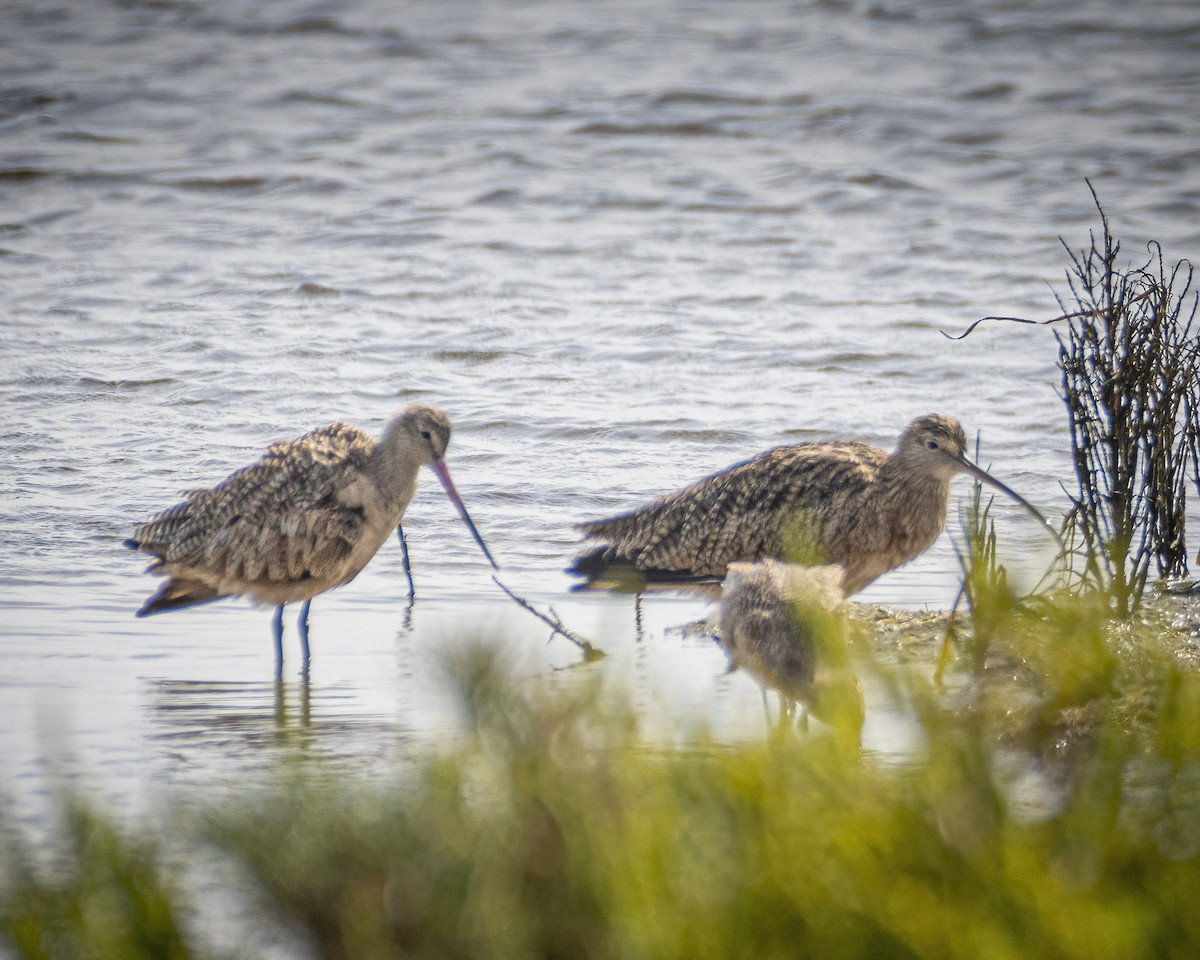 Marbled Godwit - James Kendall