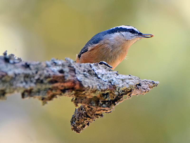 Red-breasted Nuthatch - Daniel Swofford