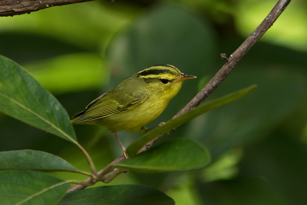 Sulphur-breasted Warbler - Ayuwat Jearwattanakanok