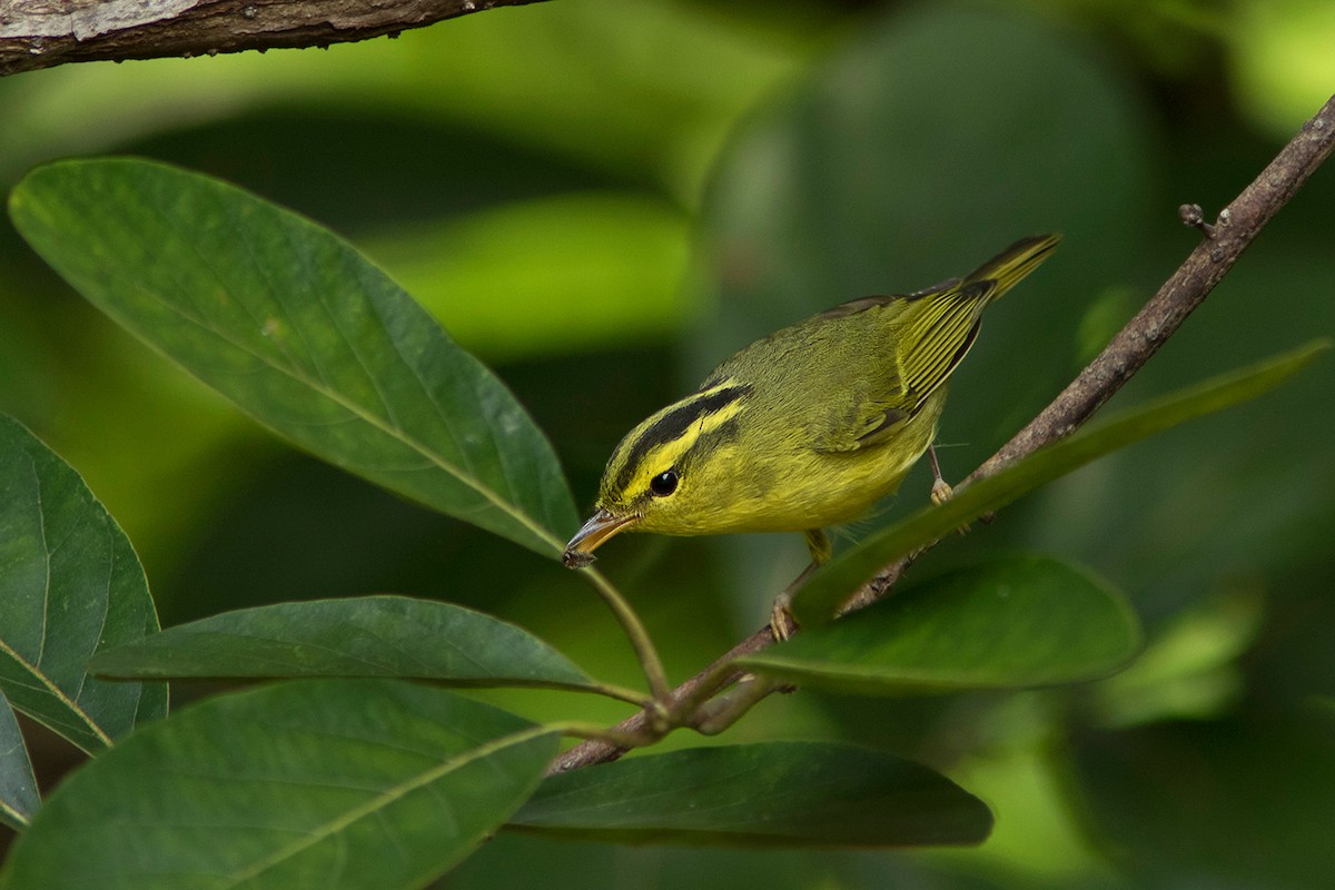 Sulphur-breasted Warbler - Ayuwat Jearwattanakanok