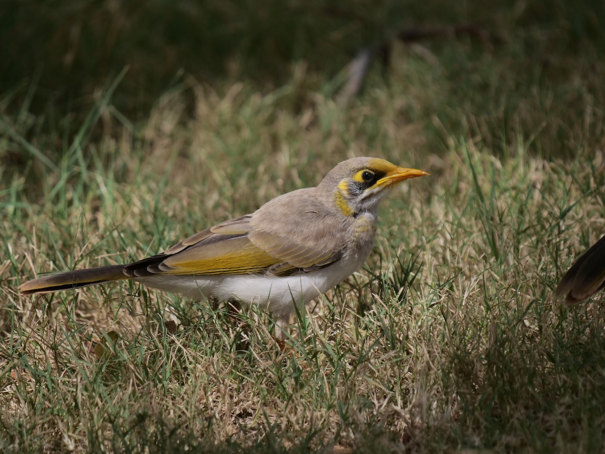 Méliphage à cou jaune - ML375909561