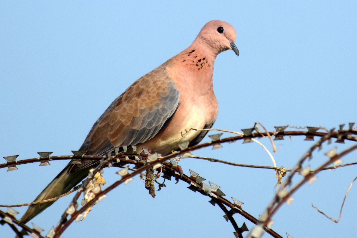 Laughing Dove - ML375910371