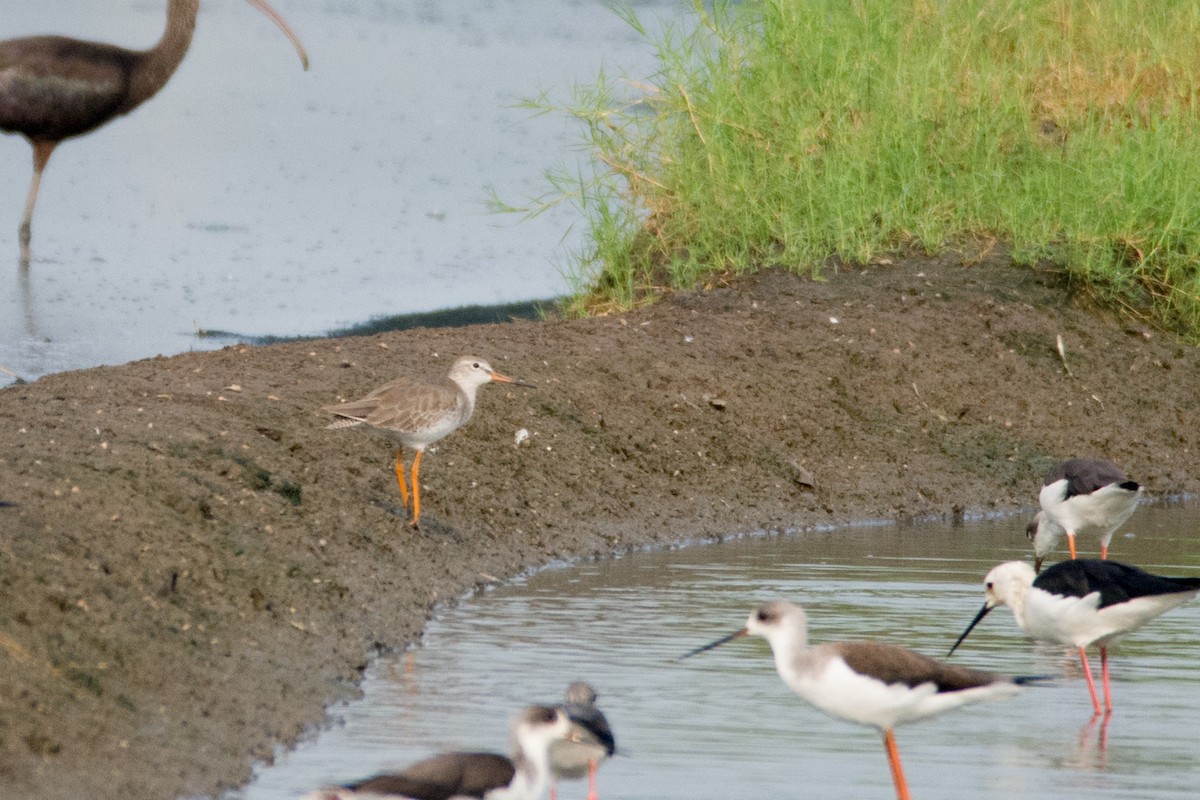 Common Redshank - ML375910531