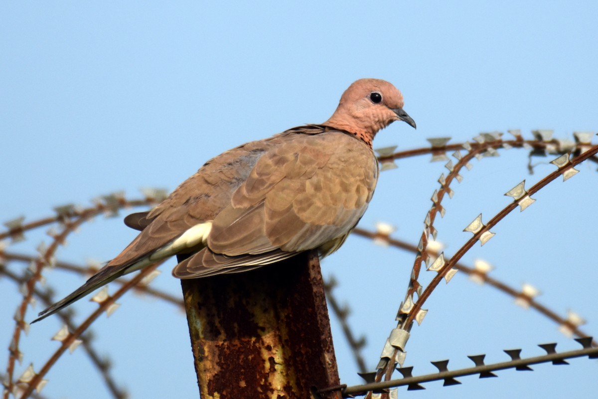 Laughing Dove - ML375910691