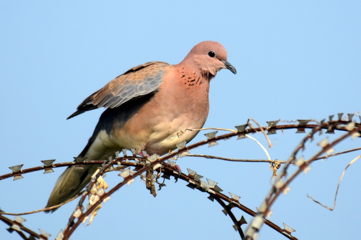 Laughing Dove - ML375910851
