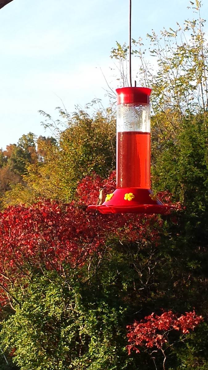 Ruby-throated Hummingbird - ML37591091