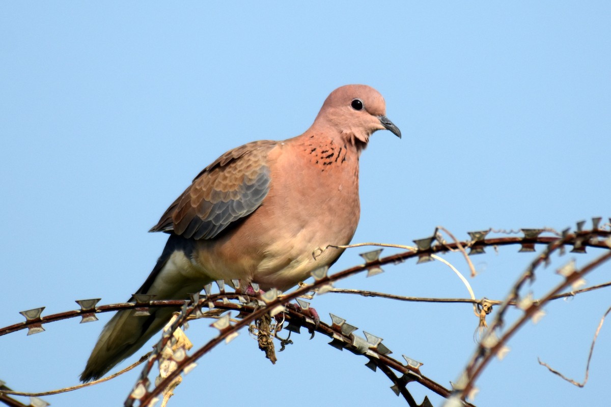 Laughing Dove - ML375911011