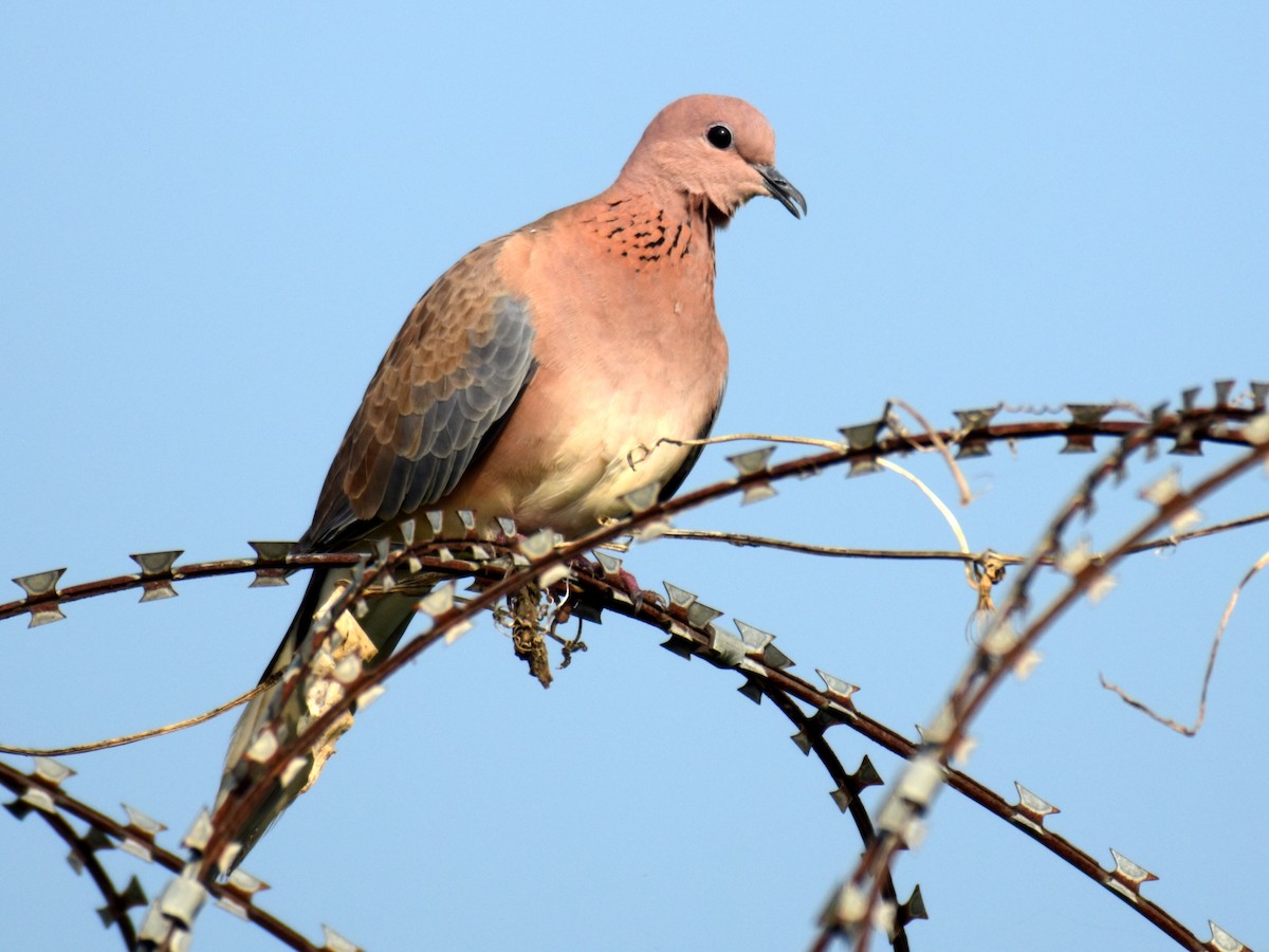 Laughing Dove - ML375911141