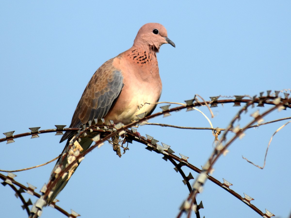 Laughing Dove - ML375911241